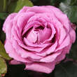 Rose 'Lavender Perfumella': Bild 2/5