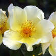 Rose 'Golden Wings' (pimpinellif.): Bild 3/4