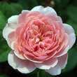 Rose 'The Alnwick Rose': Bild 2/3