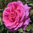 Rose 'Claire Marshall' - Englische Beetrose