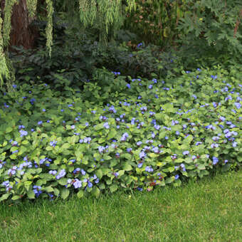 Bleiwurz - Ceratostigma plumbaginoides - blau