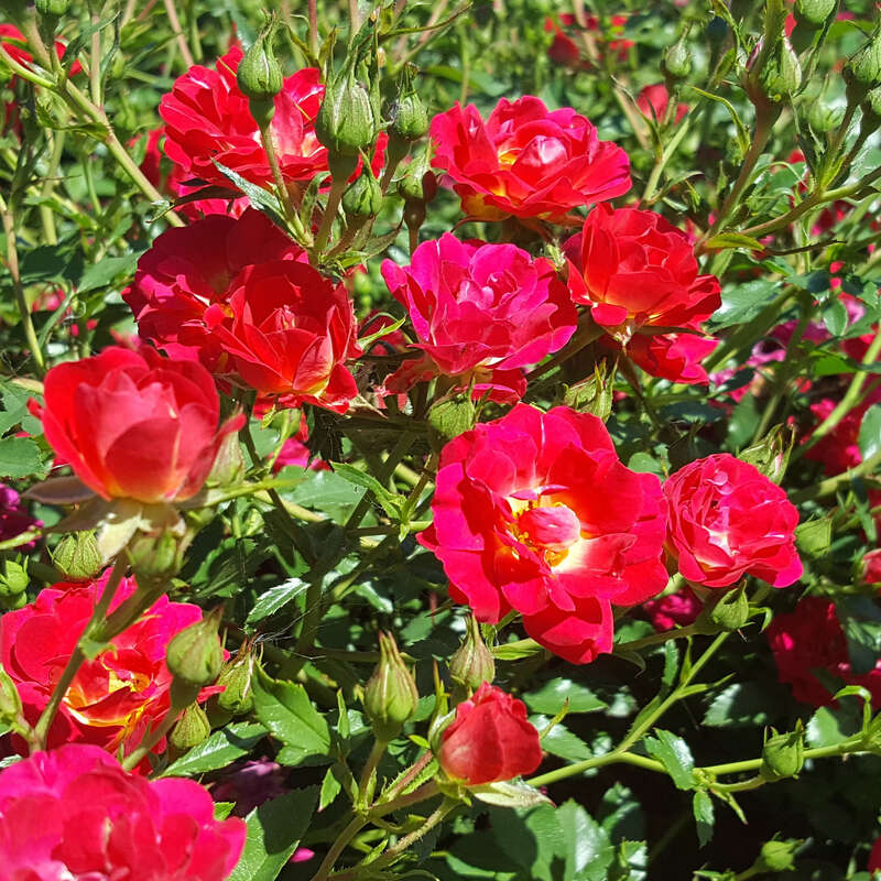 Bodendeckerrose Rose Red Compact Meidiland Rot bodendeckerrose-rose-red-compact-meidiland-rot