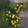 Rose 'Persian Yellow' (foetida): Bild 4/4