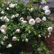 Rose 'Alberic Barbier' (wichuriana): Bild 4/6