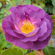 Rose 'Blue For You': Bild 2/3