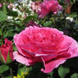Rose 'England's Rose': Bild 3/3