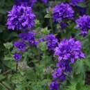 Campanula glomerata 'Speciosa' - Knäuel-Glockenblume