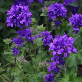 Campanula glomerata 'Speciosa'