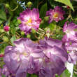 Rose 'Veilchenblau' (multiflora): Bild 3/11