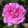 Rose 'Empress Josephine': Bild 4/4