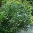 Rosmarinus officinalis: Bild 2/6