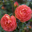 Rose 'Pat Austin': Bild 3/9