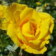 Rose 'Golden Bonica': Bild 3/4