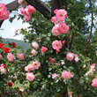 Rose 'Harlekin': Bild 5/5