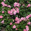Rose 'Pink Swany': Bild 4/8
