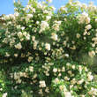 Rose 'Ghislane de Feligonde' (moy.): Bild 8/11