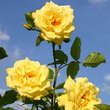 Rose 'Golden Gate': Bild 2/8