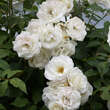 Rose 'Climbing Iceberg': Bild 3/5