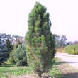 Pinus nigra 'Pyramidalis': Bild 1/3