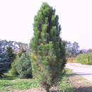 Pinus nigra 'Pyramidalis' - Säulen-Schwarzföhre