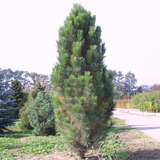 Pinus nigra 'Pyramidalis' - Säulen-Schwarzföhre