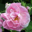 Rose 'Quatre Saisons': Bild 3/5