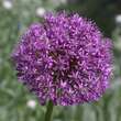 Allium aflat. 'Purple Sensation': Bild 1/3