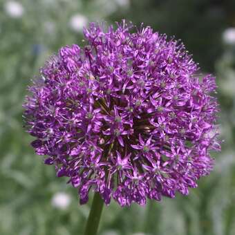 Allium aflat. 'Purple Sensation'
