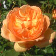 Rose 'Lady of Shalott': Bild 2/4