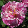 Rose 'Tricolore de Flandre' (gall.): Bild 3/4