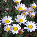 Anacyclus pyrethrum depressus - Felsenmargerite