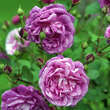 Rose 'Futtaker Schlingrose': Bild 3/6