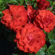 Rose 'Olympisches Feuer 92': Bild 2/5