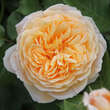 Rose 'Crown Princess Margareta': Bild 4/6