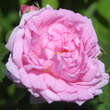 Rose 'Salet': Bild 6/6