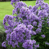 Campanula lactiflora 'Prichard's Variety' - Dolden-Glockenblume