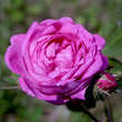 Rose 'Himmelsauge': Bild 5/5