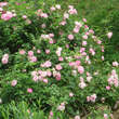 Rose 'Raubritter': Bild 3/7