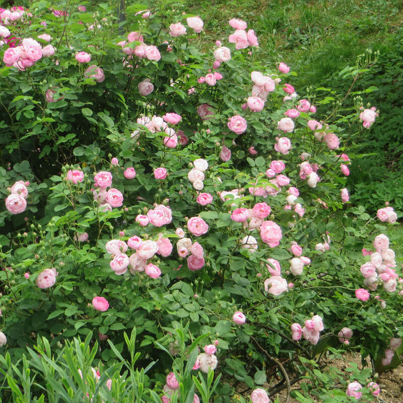 Historische Strauchrose Rose Raubritter Rosa