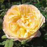 Rose 'Well Being' - Englische Strauchrose