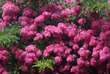 Rose 'Maria Liesa' (multiflora): Bild 5/7