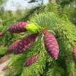 Picea abies 'Frohburg': Bild 1/3