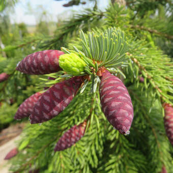 Picea abies 'Frohburg'