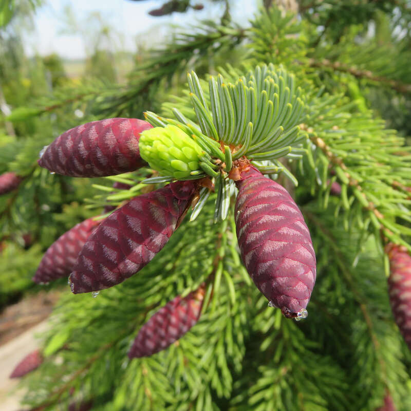 Zwerg-Hängefichte - Picea abies &amp;#39;Frohburg&amp;#39;