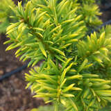 Taxus baccata 'Elegantissima' - Goldeibe