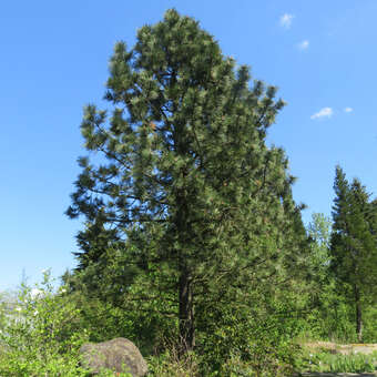 Pinus ponderosa
