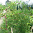 Larix kaempferi 'Diana': Bild 1/8