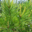 Pinus bungeana: Bild 1/2