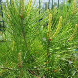 Pinus bungeana - Chinesiche Föhre