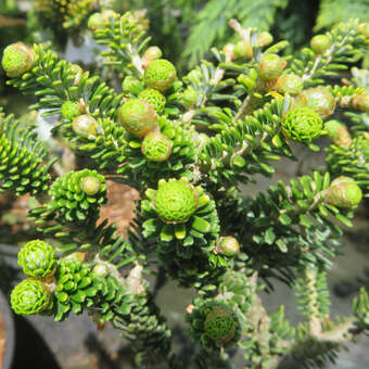 Abies koreana 'Oberon'